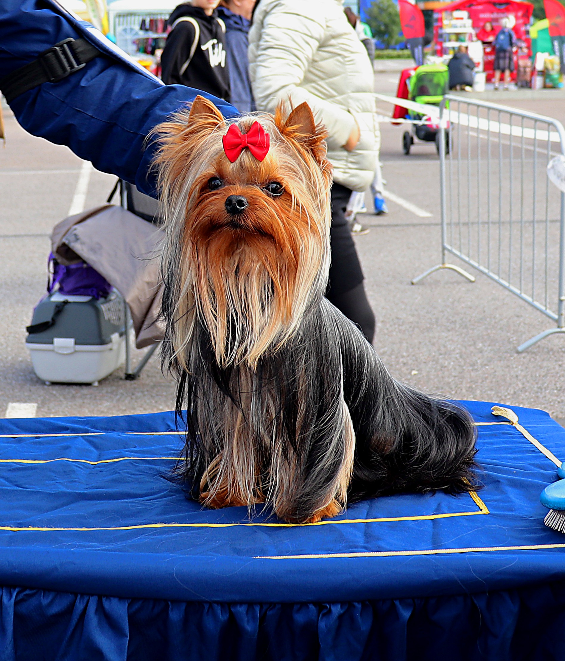 Lesanzh LESANZH HIROKI MASAO &mdash; Labaza DogPedigree YorkshireTerrier